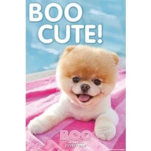 Boo the dog