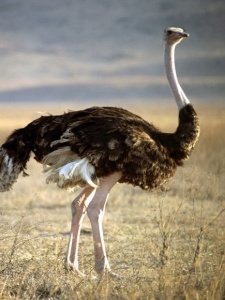Ostriches 